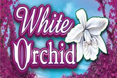 White Orchid
